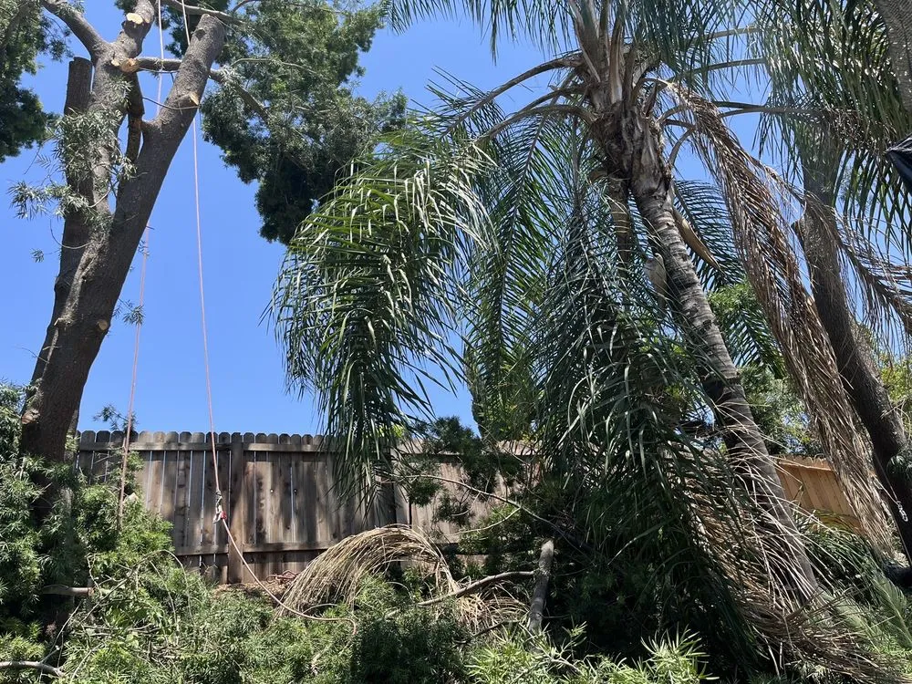 Reliable outdoor landscaping with custom design in Fullerton, CA by City Wide Landcare