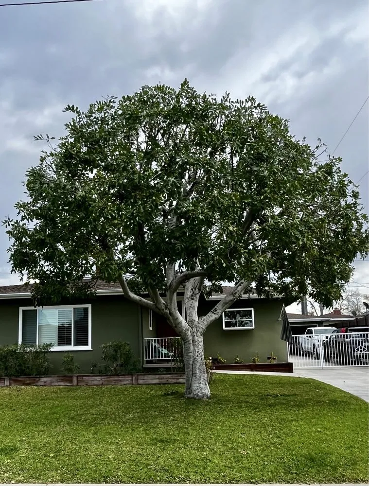 Professional yard maintenance for homes across Fullerton, CA - City Wide Landcare