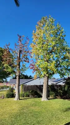 City Wide Landcare Logo