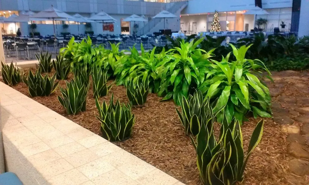 Local landscape installation in Chattanooga, TN by CityGreen Services