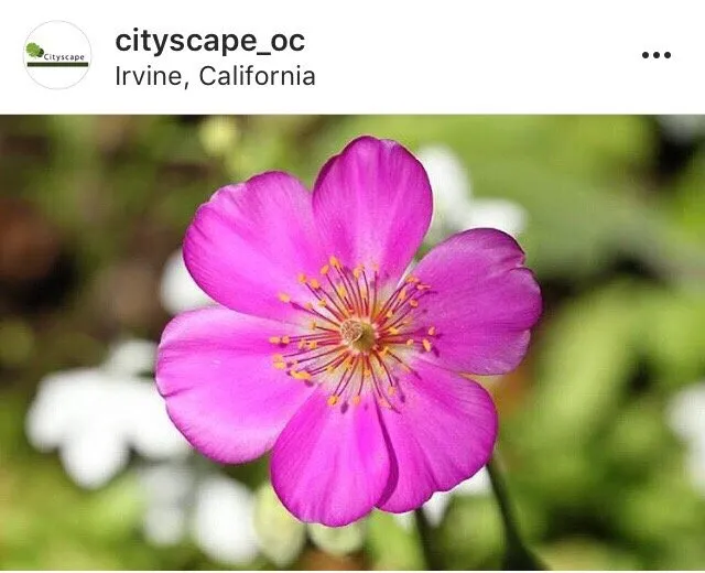 Custom landscape design for residential properties across Tustin, CA - Cityscape