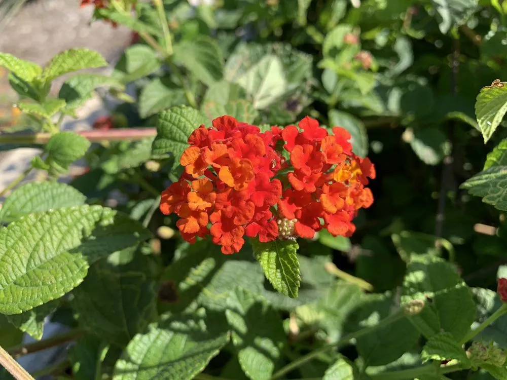 Professional lawn care service for beautiful yards in Tustin, CA by Cityscape