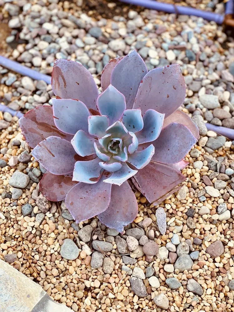 Top-rated landscape installation experts serving Tustin, CA - Cityscape