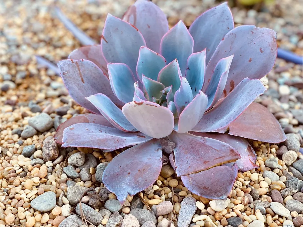 Affordable yard maintenance for beautiful yards across Tustin, CA - Cityscape