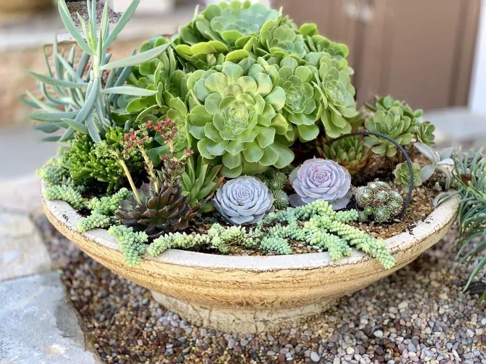 Top-rated lawn care service in Tustin, CA - Cityscape