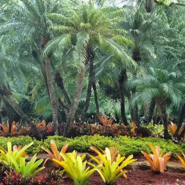 Top-rated yard cleanup service in Oakland Park, FL - Citywide Lawn Service