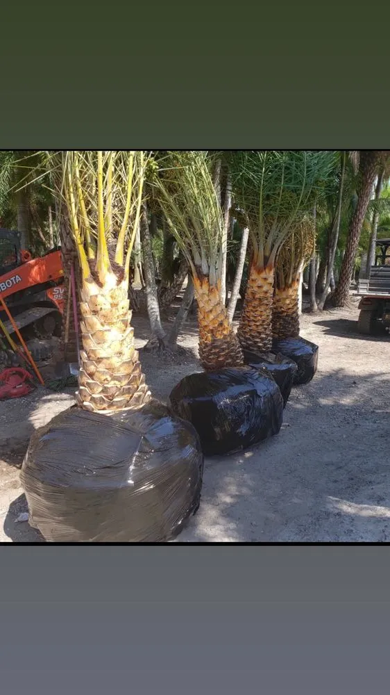 Professional yard cleanup service in Oakland Park, FL by Citywide Lawn Service