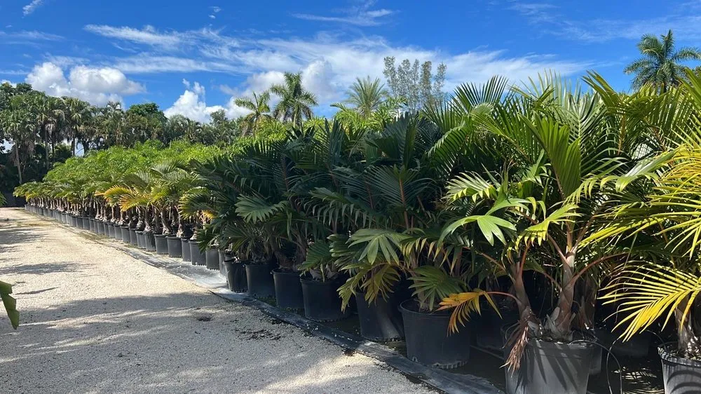 Reliable yard cleanup service near you in Oakland Park, FL by Citywide Lawn Service