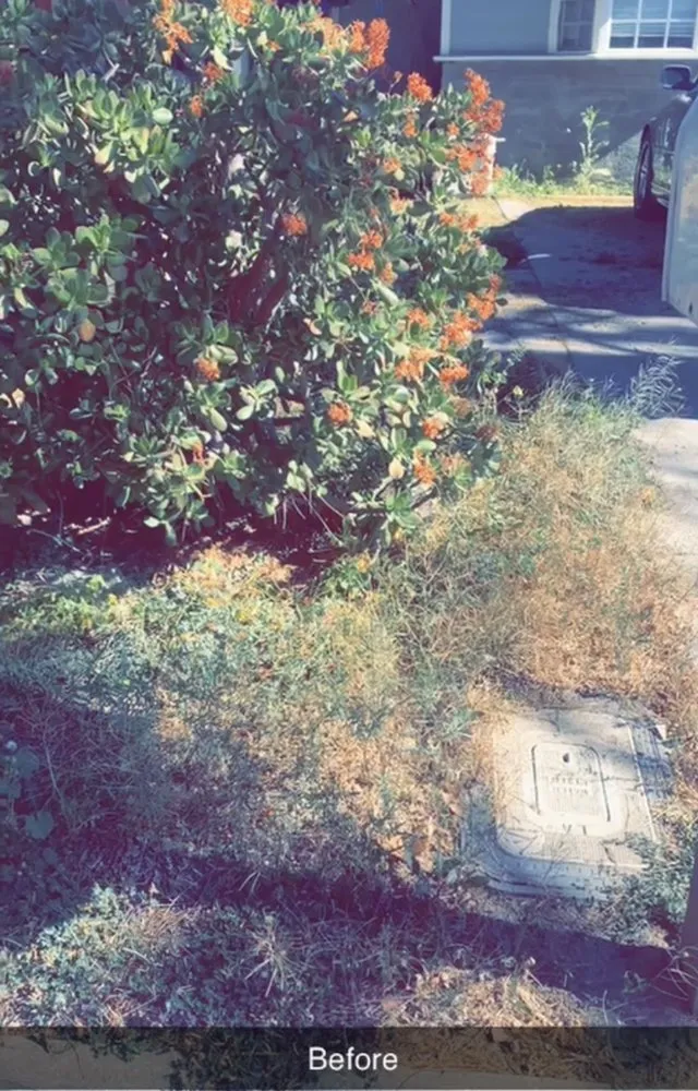 Top-rated yard cleanup service experts serving Los Angeles, CA - C&J Garden Services and Landscaping