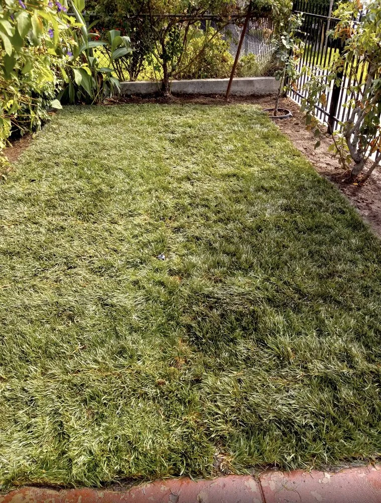 Local lawn care service in Stockton, CA - CJ Kickgrass Lawn Service