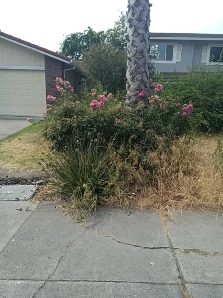 Local yard cleanup service in Stockton, CA by CJ Kickgrass Lawn Service
