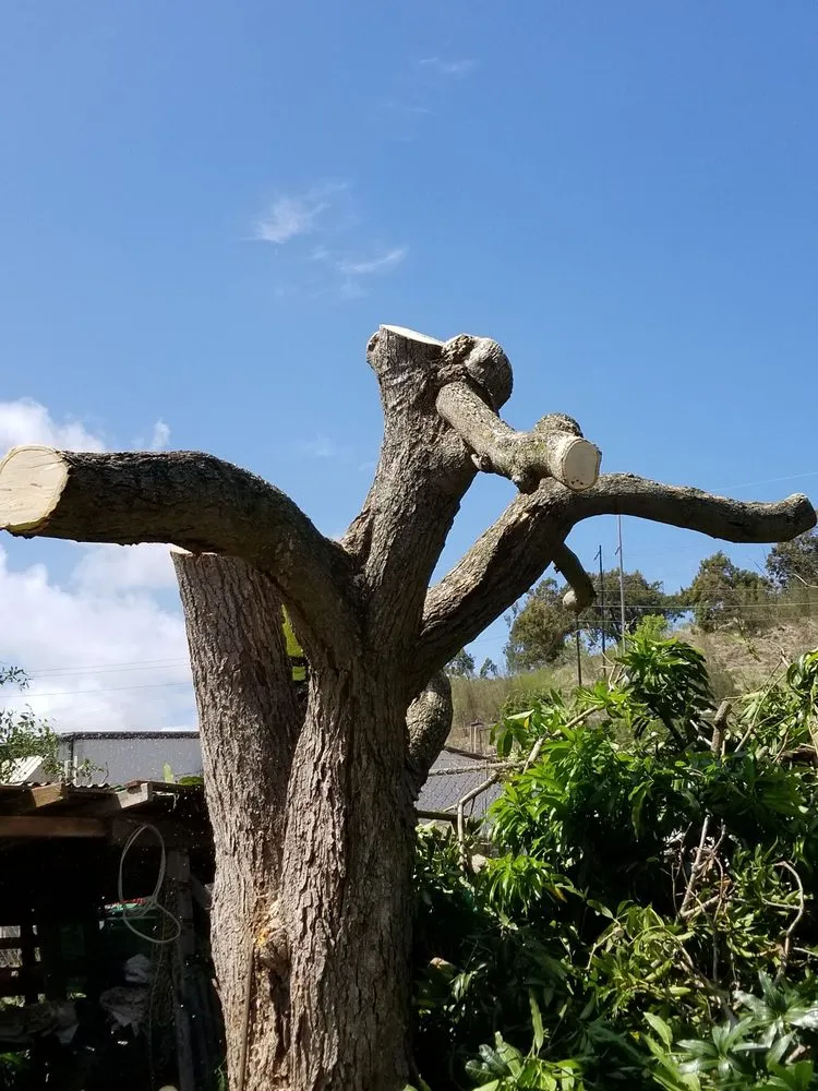 Professional outdoor landscaping for year-round maintenance across Honolulu, HI - CJ Landscape and Yard Maintenance