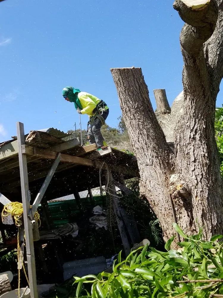 Reliable landscaping services for homes across Honolulu, HI - CJ Landscape and Yard Maintenance