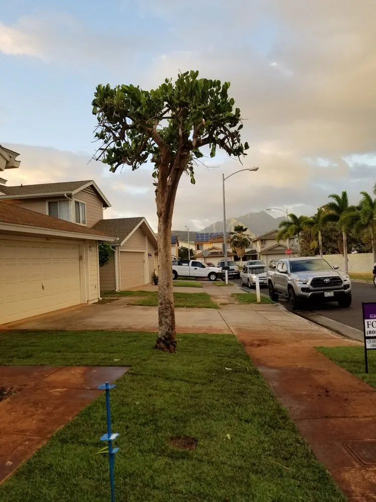 Expert lawn care service in Honolulu, HI - CJ Landscape and Yard Maintenance
