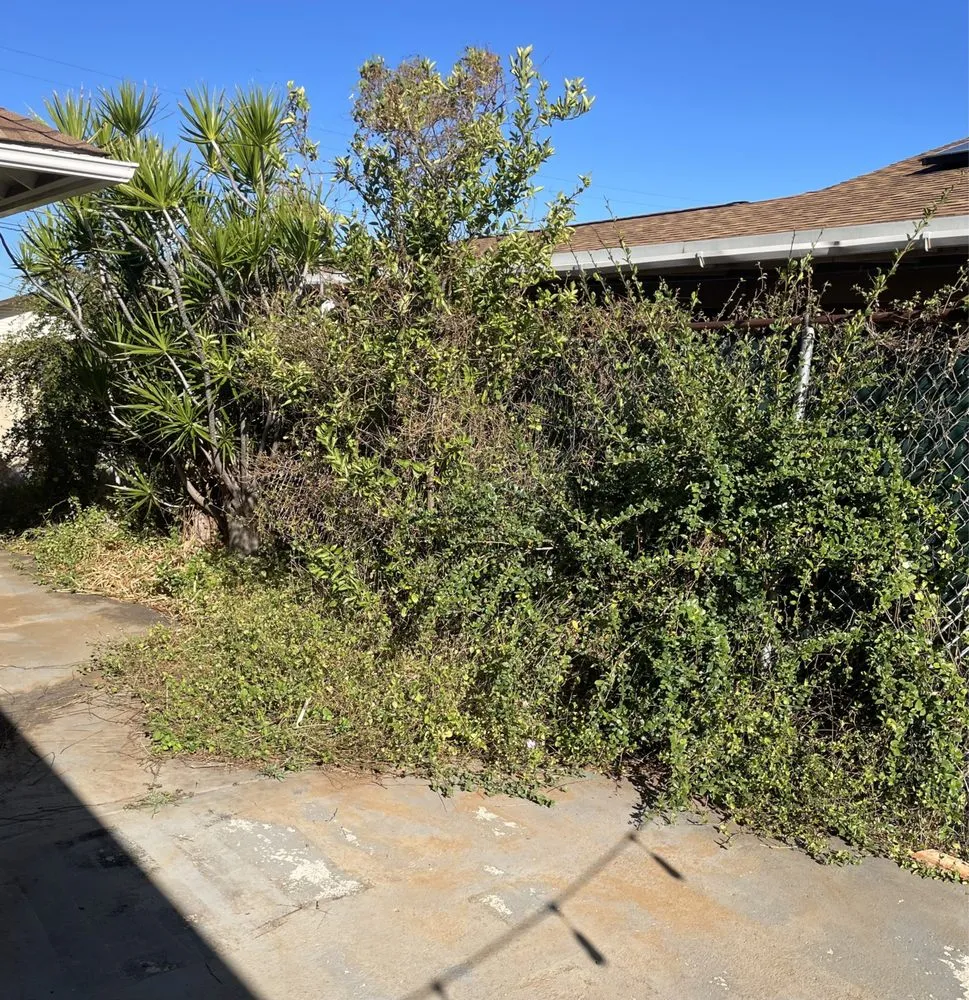 Expert yard cleanup service experts serving Honolulu, HI - CJ Landscape and Yard Maintenance