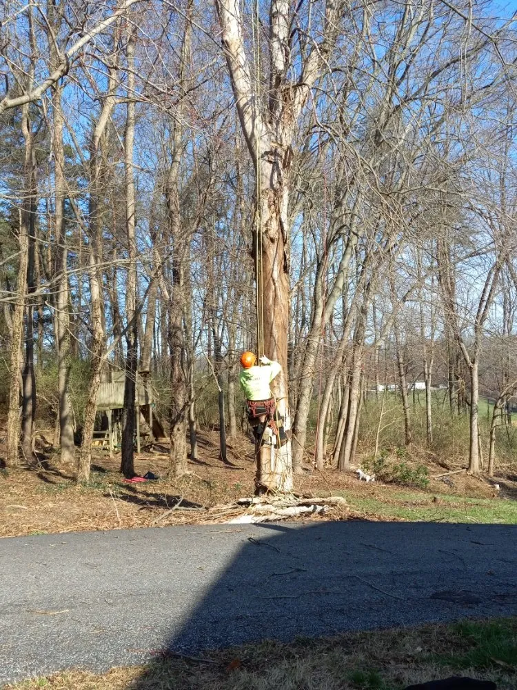 Top-rated yard cleanup service in Baltimore, MD by Cj Landscape Service