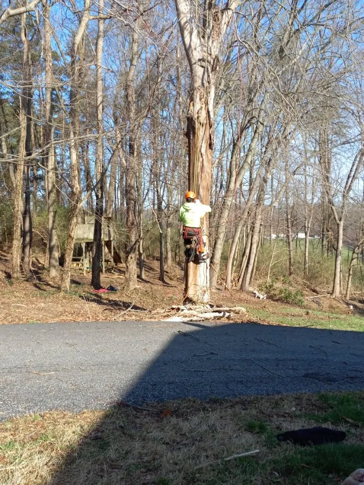 Custom yard maintenance in Baltimore, MD - Cj Landscape Service