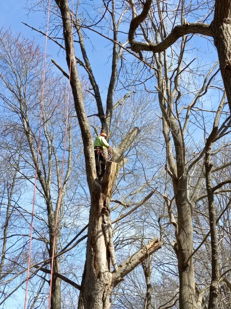 Affordable yard cleanup service in Baltimore, MD - Cj Landscape Service