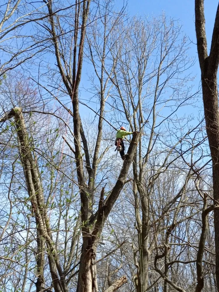 Reliable lawn mowing service for homes across Baltimore, MD - Cj Landscape Service