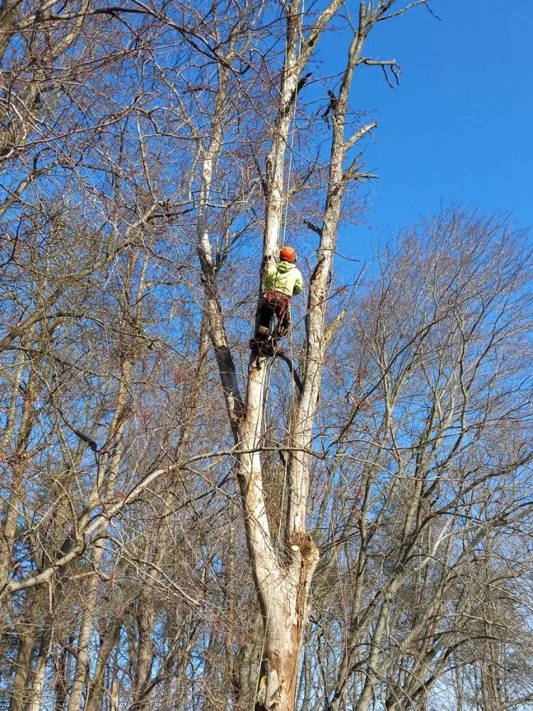 Local lawn care service for homes across Baltimore, MD - Cj Landscape Service