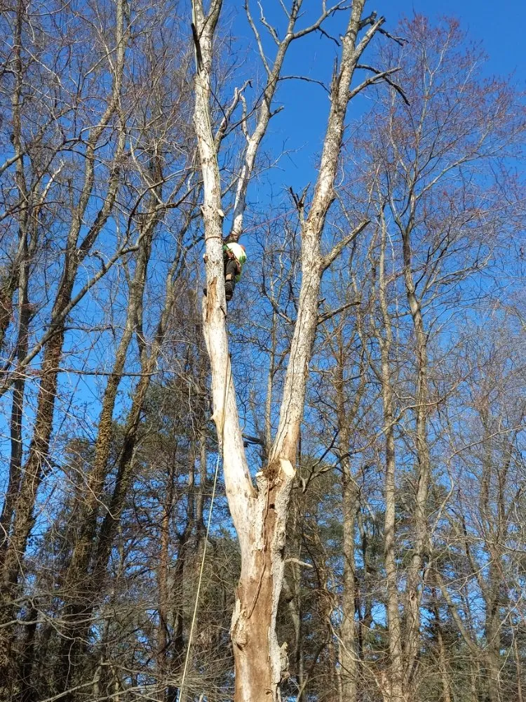 Trusted landscape design experts serving Baltimore, MD - Cj Landscape Service