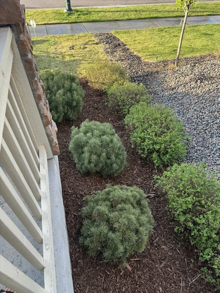 Affordable yard cleanup service near you in Commerce City, CO by CJ Landscaping