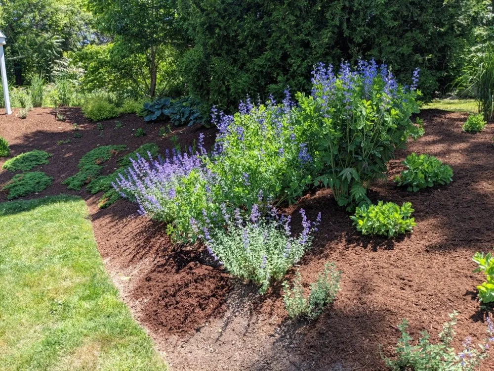 Affordable yard maintenance in Harwich, MA - CJ Mullin Landscaping