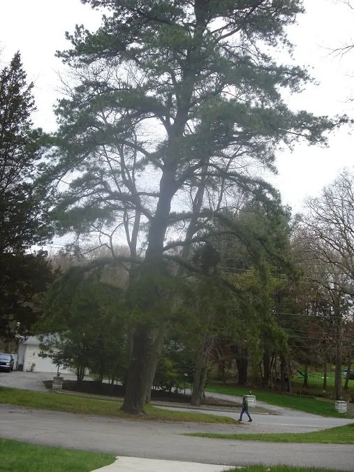 Professional landscape design for residential properties in Lincoln, RI by CJ Tree Service