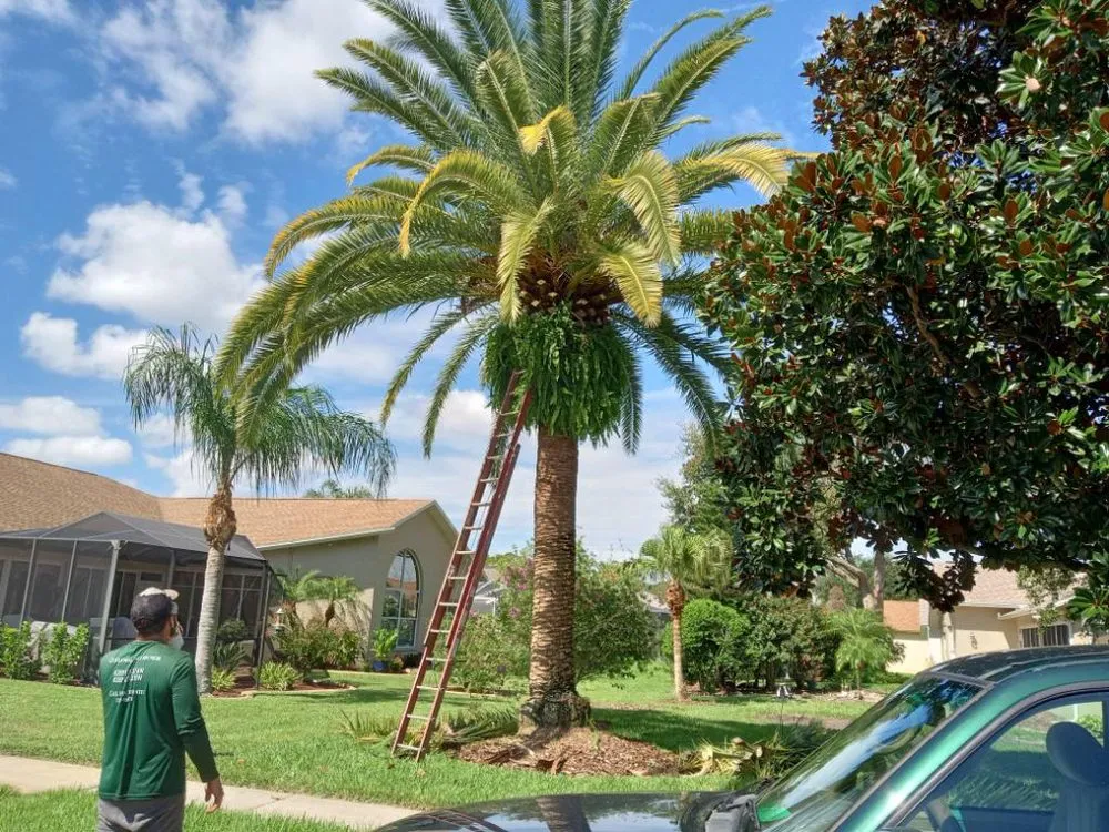 Top-rated lawn mowing service experts serving Spring Hill, FL - CJ&B Lawn care