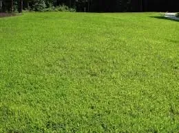 Trusted yard cleanup service in Liberty Hill, TX by CJJ Lawn Care Landscape