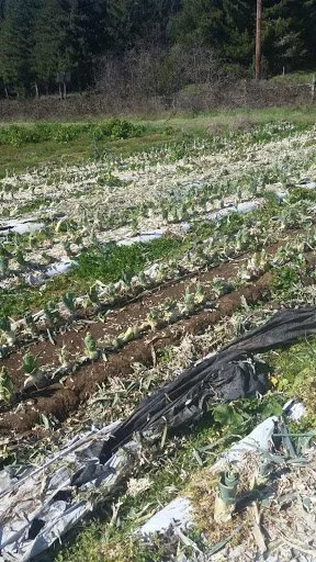 Local landscape design in Springfield, OR - CJL Fisherman Agricola