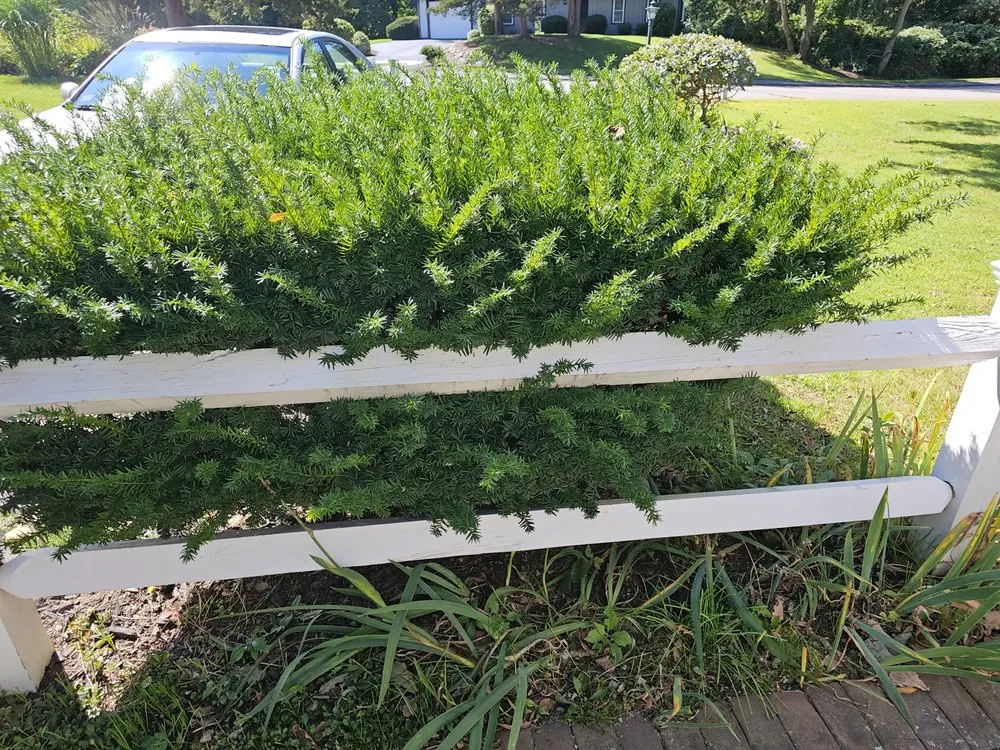 Local yard cleanup service in Rockland, MA by Cjm Property Maintenance