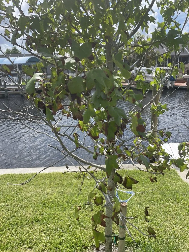 Expert garden landscaping in Cape Coral, FL by CJN Property Maintenance