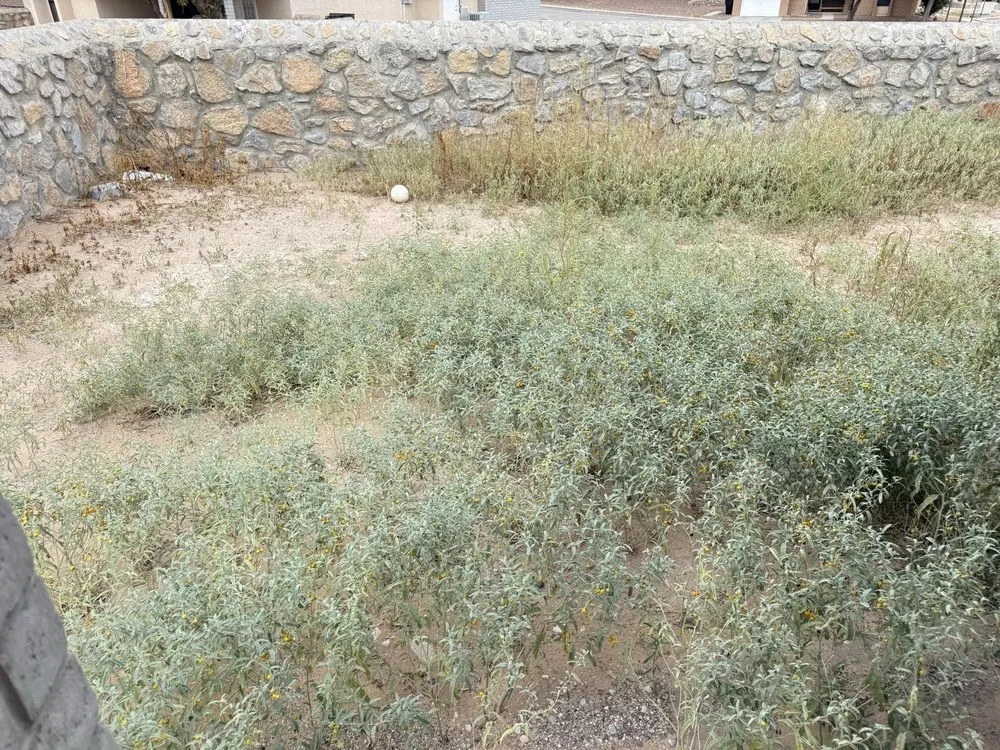 Affordable yard cleanup service for residential properties in Chaparral, NM by CJR Landscaping