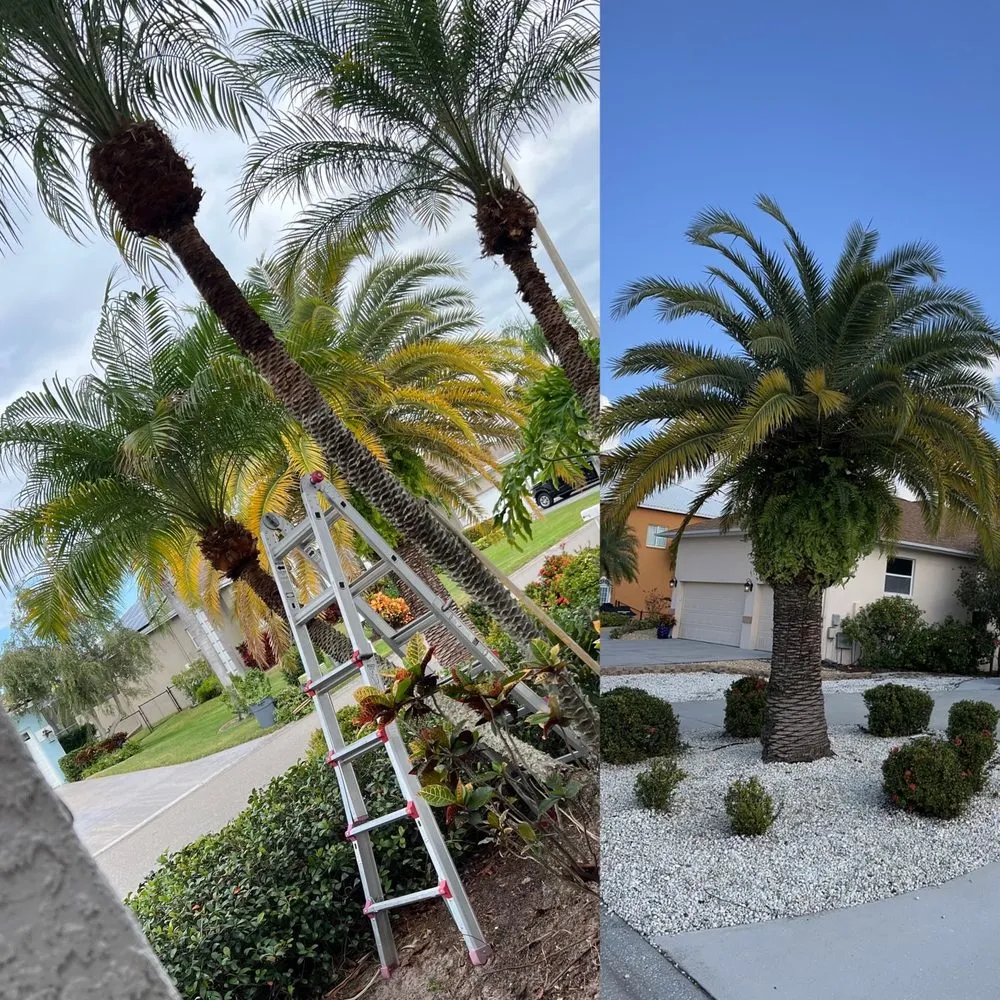 Top-rated yard maintenance experts serving Wimauma, FL - Cjs Angels