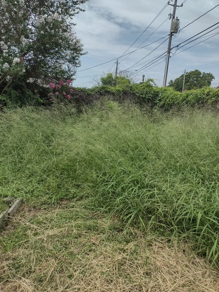 Reliable landscape design in Corpus Christi, TX - C&Js Grass and Things