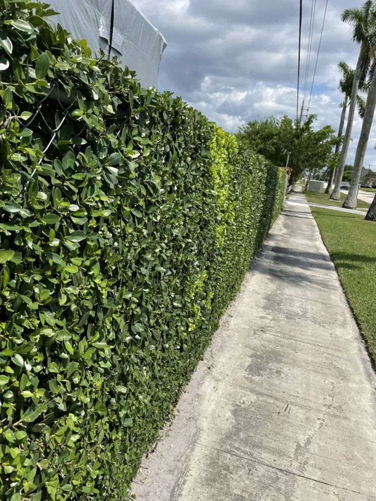 Expert lawn care service for residential properties across Fort Lauderdale, FL - Cj’s Greenery Services