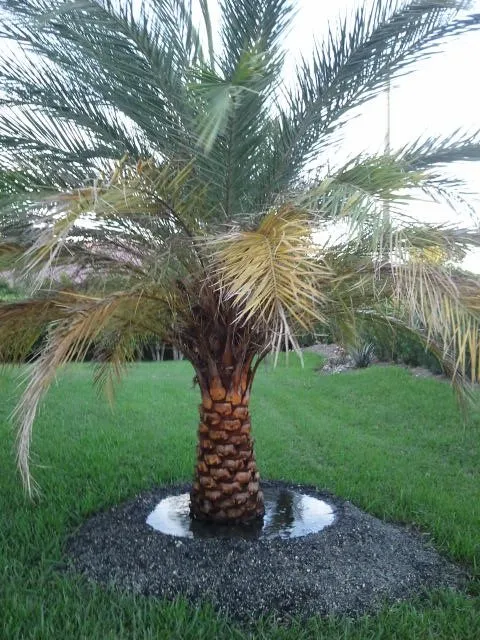 Local landscaping services for homes across Plantation, FL - CJ's Landscaping and Groundskeeping