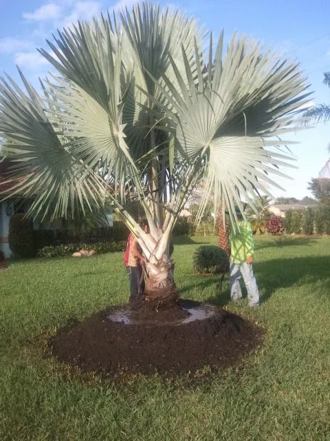 Top-rated outdoor landscaping in Plantation, FL by CJ's Landscaping and Groundskeeping