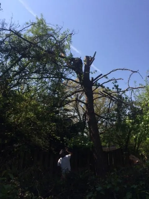 Trusted yard cleanup service in Woodbridge, VA - CJ's Lawn and Tree Service