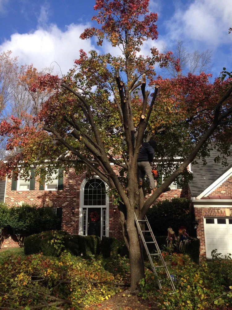 Top-rated outdoor landscaping for homes in Woodbridge, VA by CJ's Lawn and Tree Service