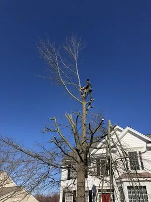 CJ's Lawn and Tree Service Logo