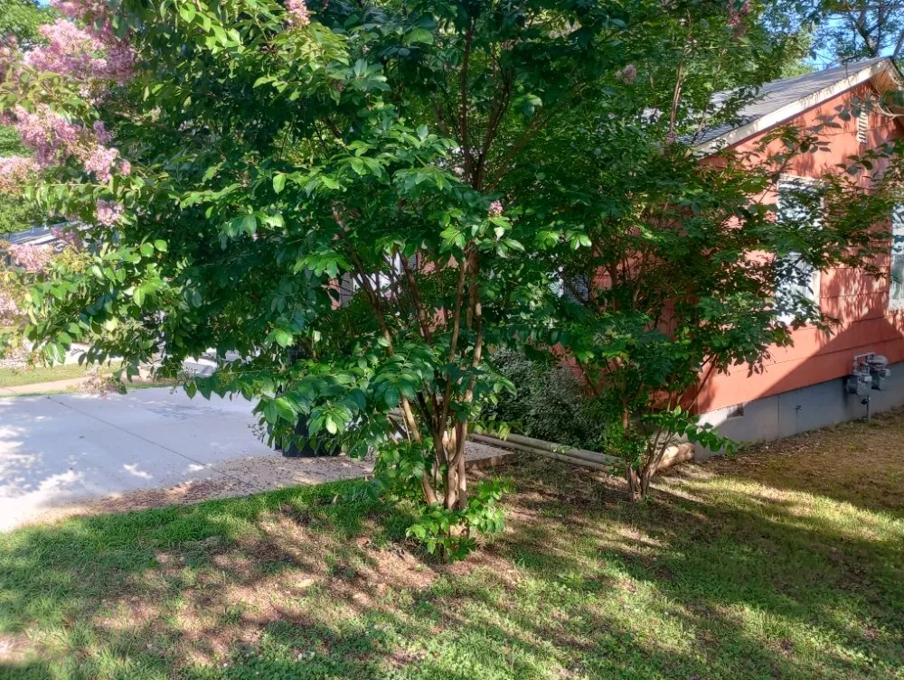 Local yard cleanup service in Bauxite, AR by CJS LAWN SERVICES
