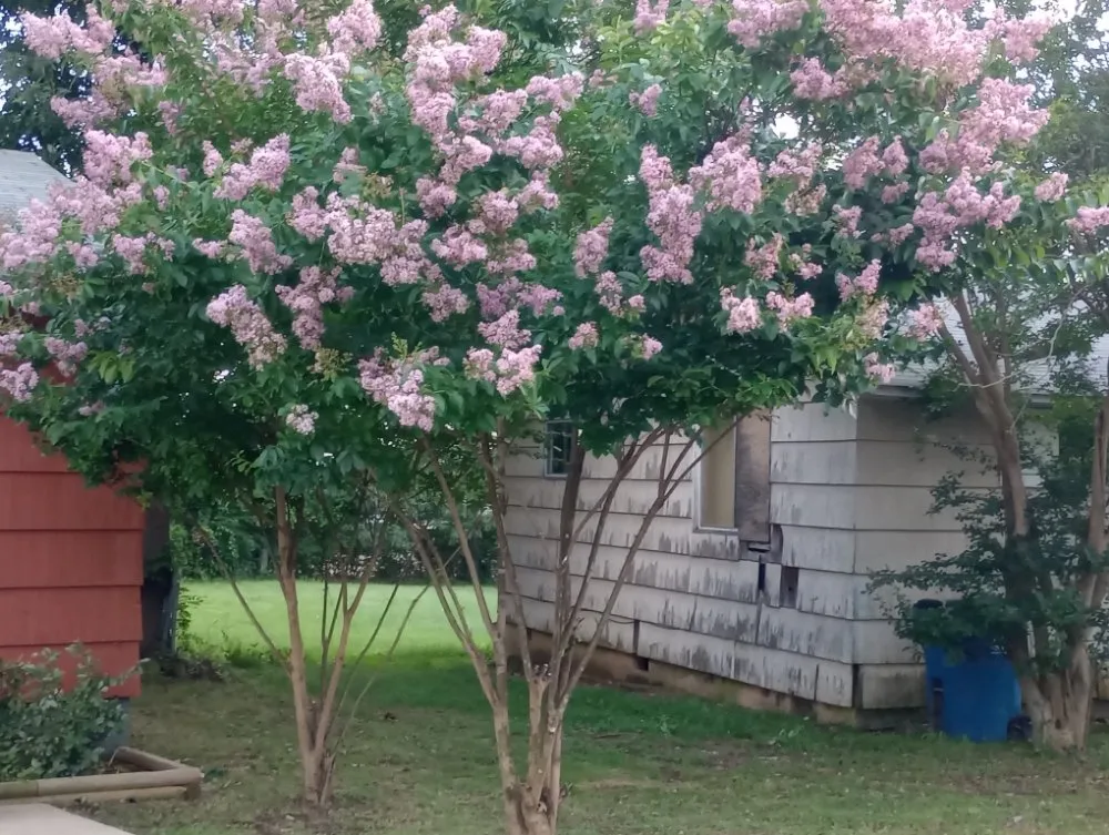 Affordable yard cleanup service for year-round maintenance in Bauxite, AR by CJS LAWN SERVICES