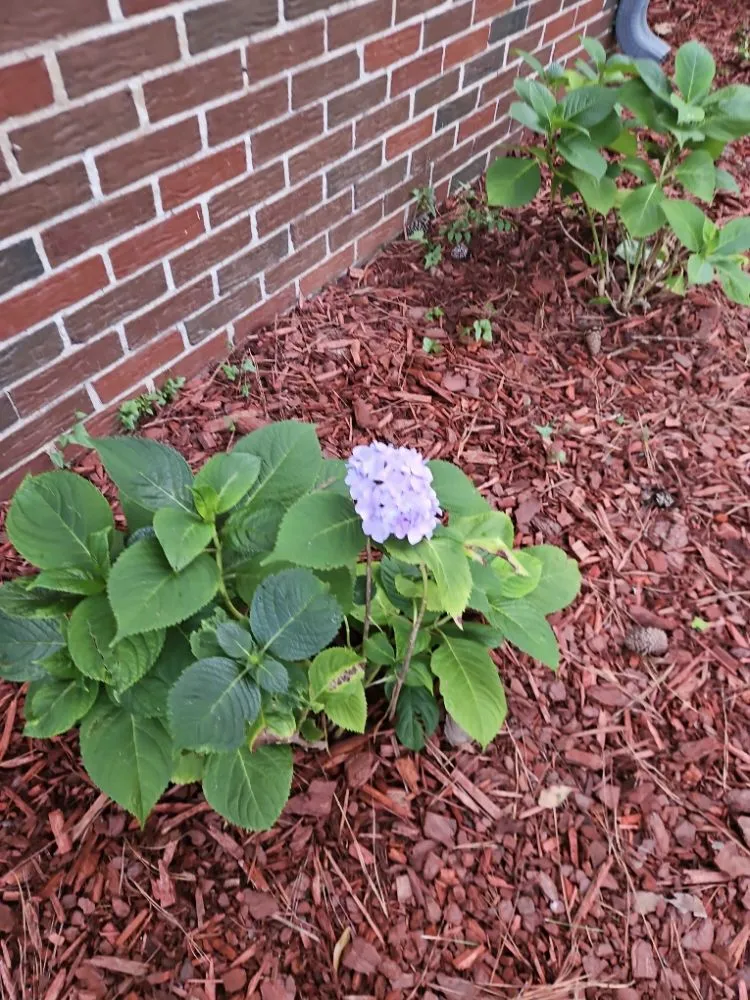 Reliable lawn care service with custom design across Center Point, AL - CJs Touch Landscaping