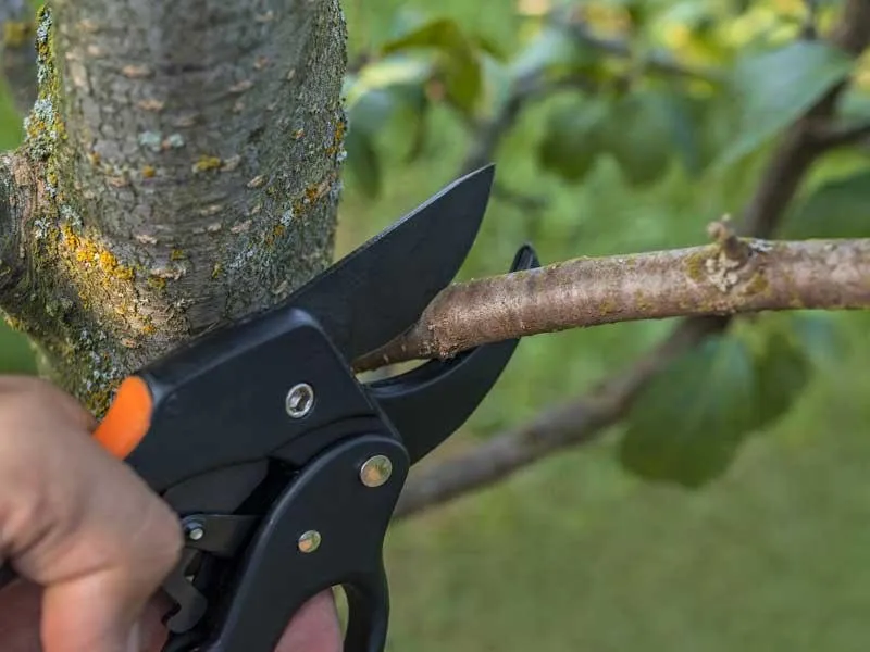 Trusted residential landscaping for homes across Carver, MA - CJV Landscaping & Tree Removal