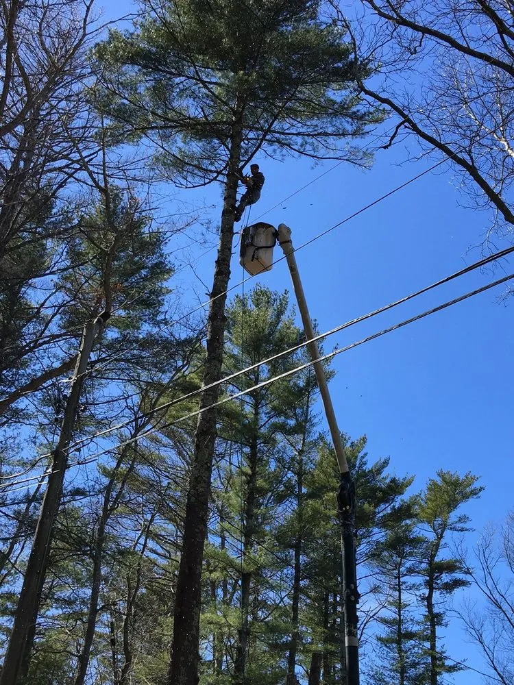 Top-rated yard maintenance in Carver, MA - CJV Landscaping & Tree Removal