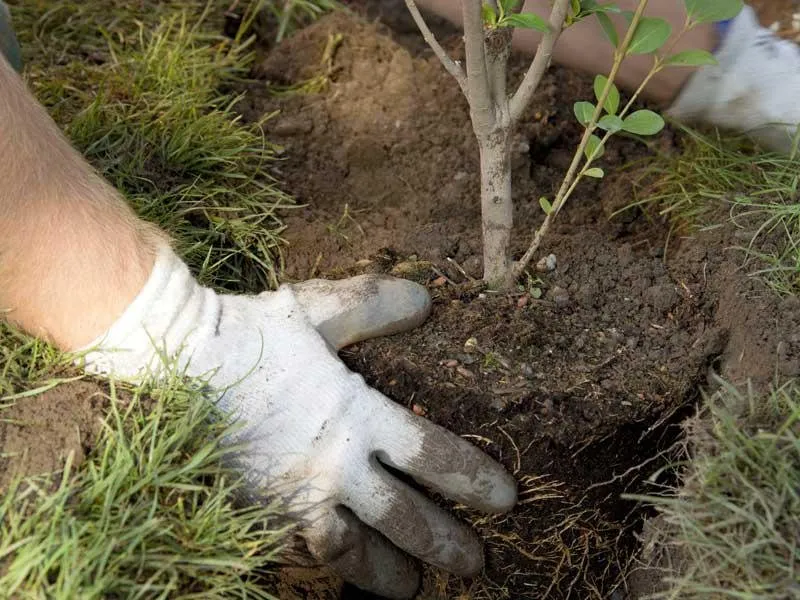 Reliable outdoor landscaping in Carver, MA by CJV Landscaping & Tree Removal