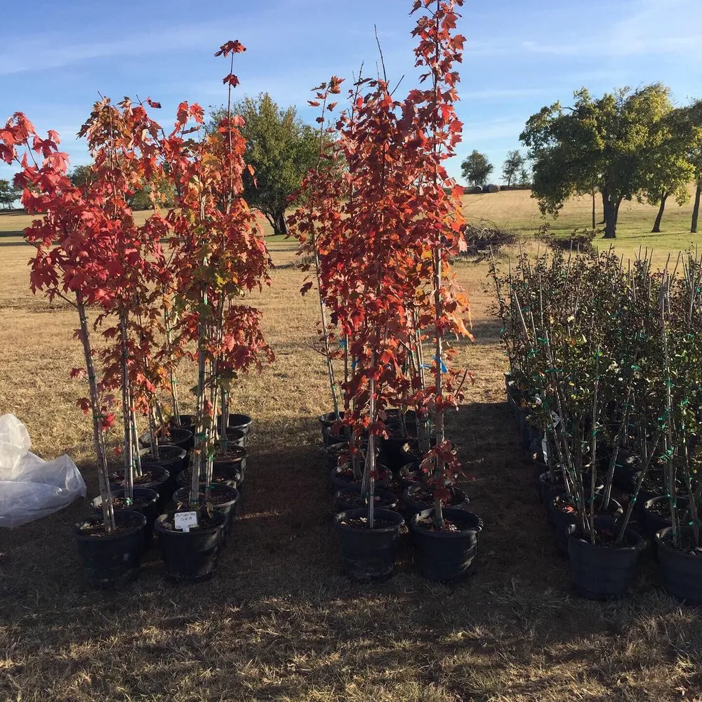Top-rated landscape installation in Tioga, TX - CJW Tree & Plant Farm
