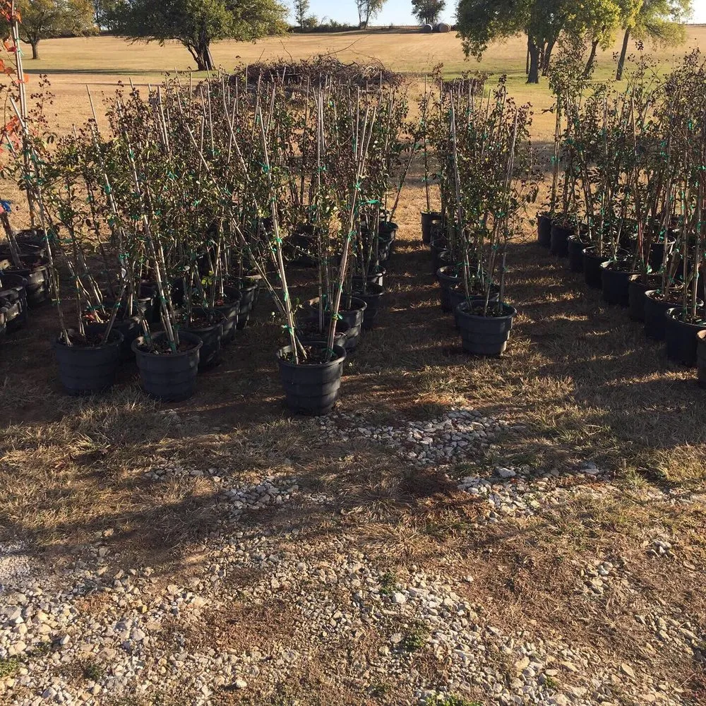 Affordable landscaping services for beautiful yards across Tioga, TX - CJW Tree & Plant Farm